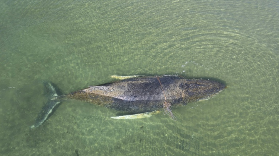 Wal liegt weiter in Wismarer Bucht - Chancen werden laut Expertin nicht besser