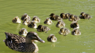 Polizei und Feuerwehr retten zw&ouml;lf Entenk&uuml;ken aus Kanal in Biberach