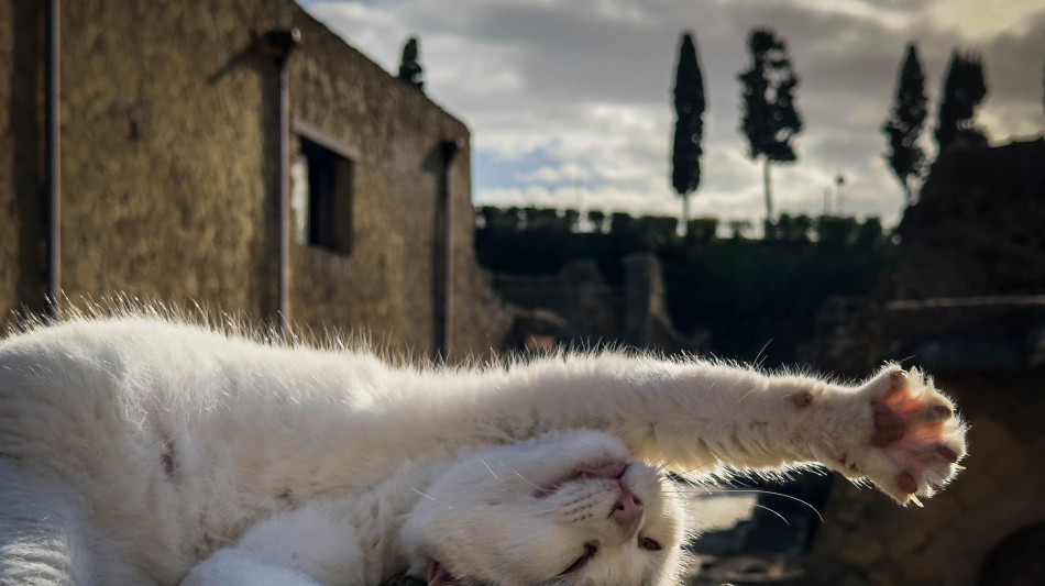 Il Dna spiega perch&eacute; alcuni gatti fanno pi&ugrave; fusa di altri