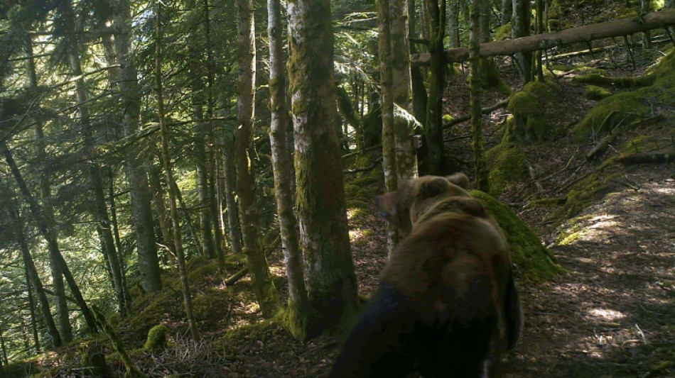 L'ours "poursuit son d&eacute;veloppement" dans les Pyr&eacute;n&eacute;es mais son avenir n'est pas garanti