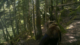L'ours "poursuit son d&eacute;veloppement" dans les Pyr&eacute;n&eacute;es mais son avenir n'est pas garanti