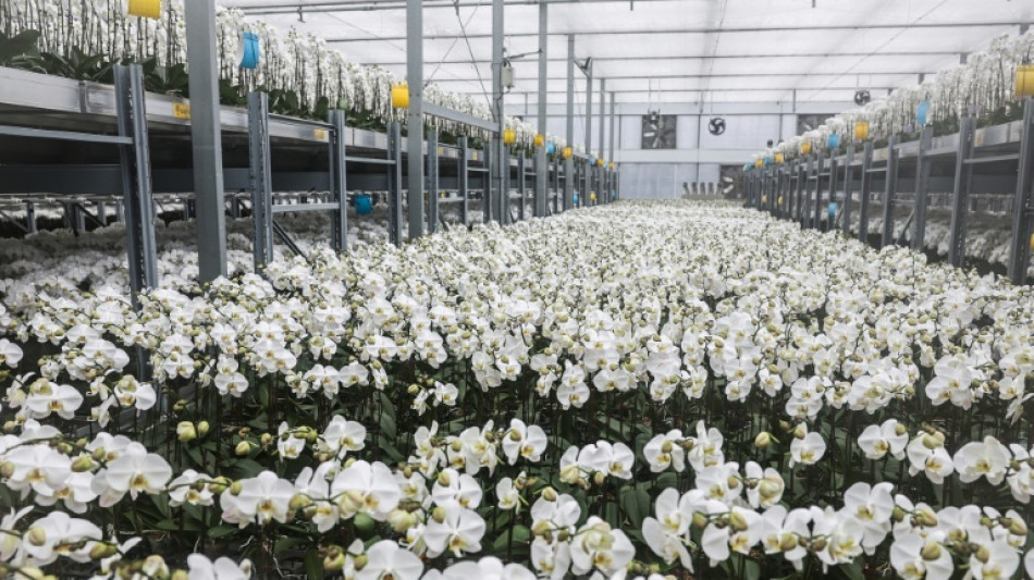 Cultivadores de orqu&iacute;deas de Taiw&aacute;n resisten mientras los aranceles de EEUU se disparan