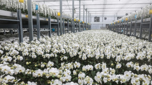 Cultivadores de orqu&iacute;deas de Taiw&aacute;n resisten mientras los aranceles de EEUU se disparan