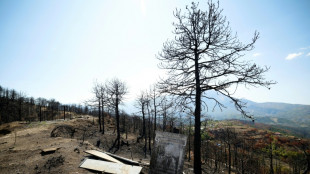 Questions loom over Albania's forests after devastating fires
