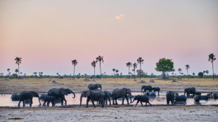 Au Zimbabwe, tournées à vélo et données satellites pour faciliter la coexistence avec les éléphants
