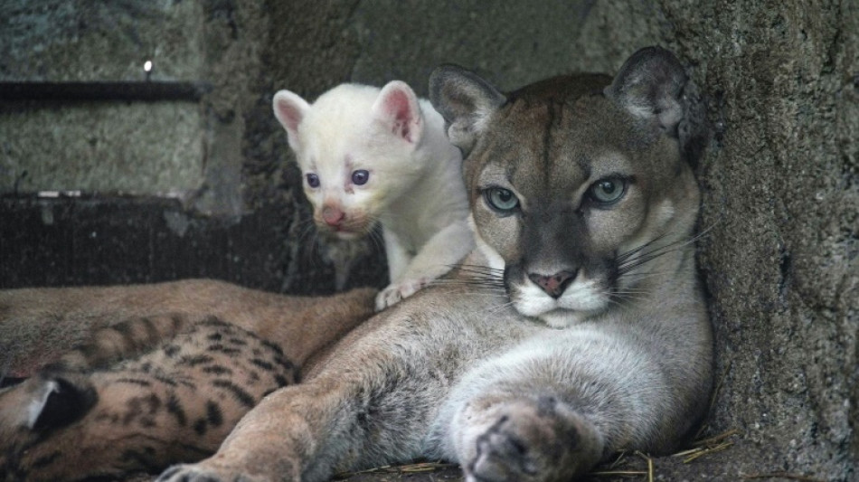 Un raro ejemplar de puma albino nace en zool&oacute;gico de Nicaragua
