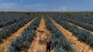 Agricultores israel&iacute;es relanzan la producci&oacute;n de tequila cerca de Gaza