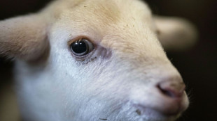 Schafe auf Gleisen in Rheinland-Pfalz sorgen f&uuml;r langen Einsatz inklusive Geburt