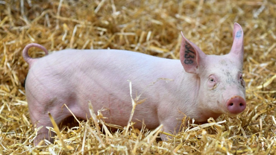 Expertenkommission bef&uuml;rwortet h&ouml;here Mehrwertsteuer auf Fleisch