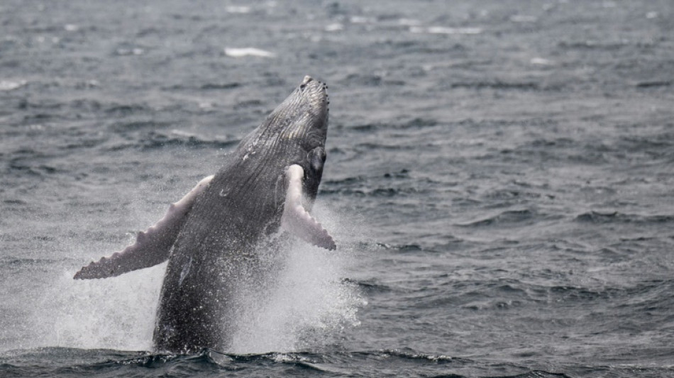 Antilles: l'Ifremer annule une campagne de recherche apr&egrave;s une d&eacute;cision de justice