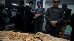 12-million-year-old porpoise fossil found in Peru