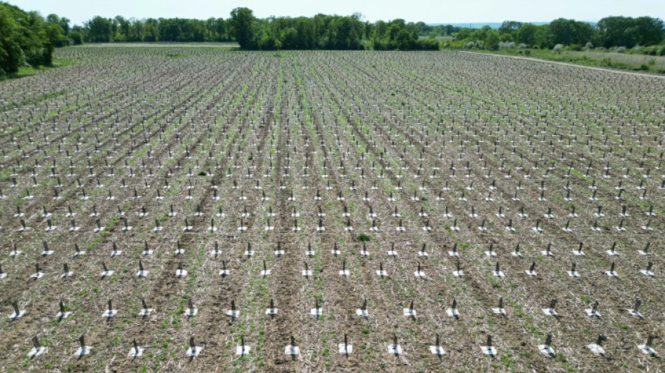 Sur un site pollu&eacute; pr&egrave;s de Paris, la naissance d'une for&ecirc;t d'un million d'arbres