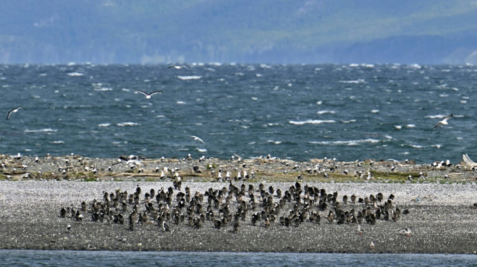 Detectan por primera vez virus de la gripe aviar en ping&uuml;inos de la Ant&aacute;rtida