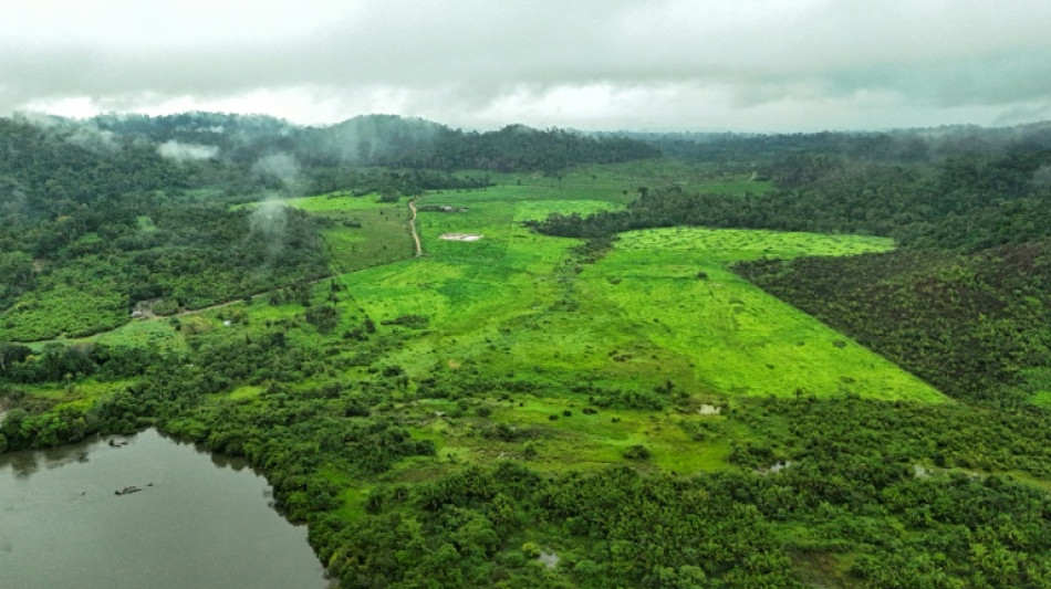 La UE propone suavizar las normas contra la deforestaci&oacute;n para facilitar su implementaci&oacute;n