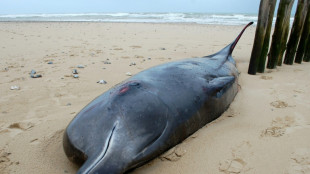 Une baleine &agrave; bec meurt apr&egrave;s s'&ecirc;tre &eacute;chou&eacute;e sur une plage du Pas-de-Calais