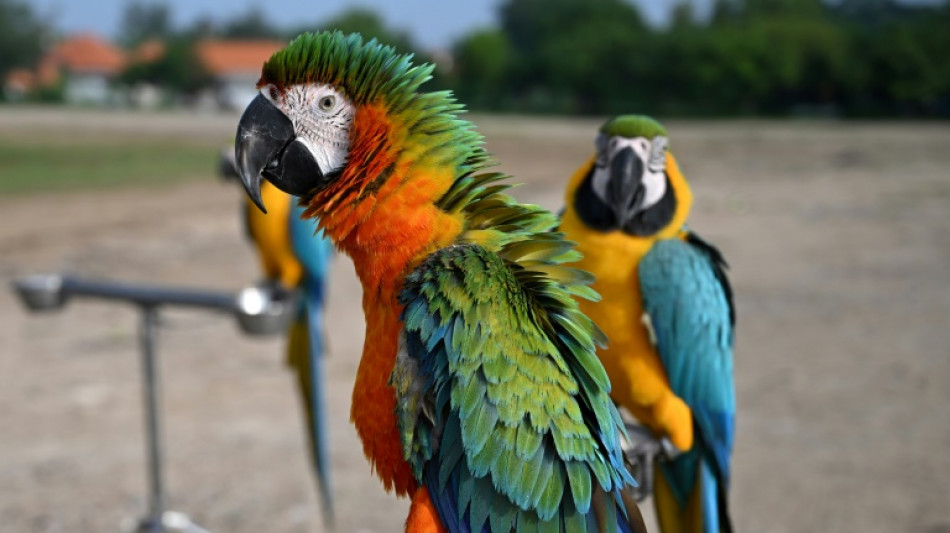 Polizei in Erfurt stoppt Autofahrer mit im Wagen fliegenden Papagei als Kopilot