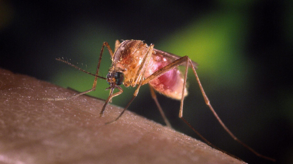West Nile, esteso test a tutti i donatori di sangue nel Lazio