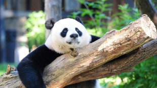La d&eacute;sinformation sur les pandas attise le sentiment anti-am&eacute;ricain en Chine