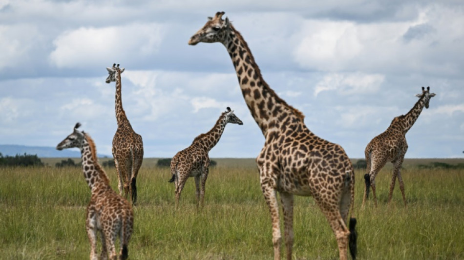 Nach 250 Jahren Forschung: Vier verschiedene Giraffenarten offiziell anerkannt