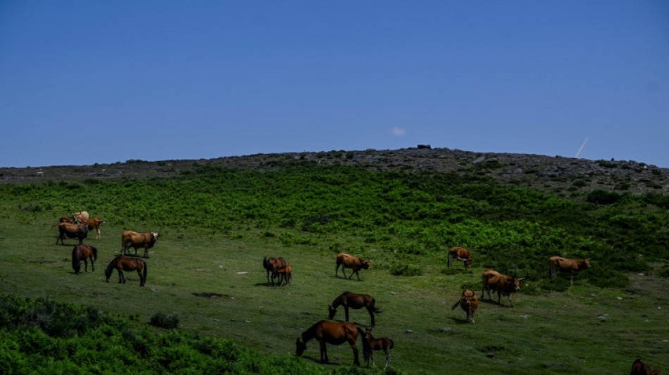 Des "chevaux sapeurs" mis &agrave; contribution contre les feux de for&ecirc;t au Portugal