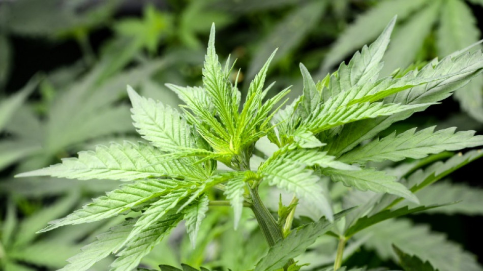 Holetschek &uuml;bt scharfe Kritik an Pl&auml;nen f&uuml;r Cannabis-Modellregionen 