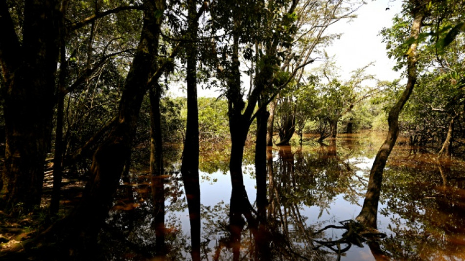 EU-Gesetz gegen Abholzung: S&uuml;&szlig;warenhersteller beklagen "systematische M&auml;ngel"