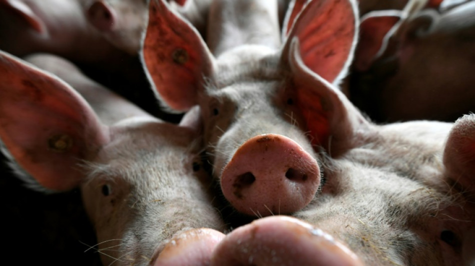 Landwirtschaft: Gewinne nach starken Steigerungen wieder zur&uuml;ckgegangen