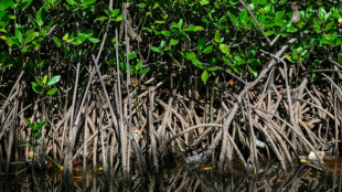 50% des &eacute;cosyst&egrave;mes de mangrove risquent de s'effondrer