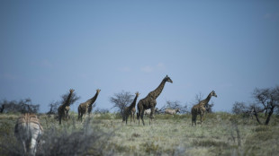 Jirafas regresan a un parque angole&ntilde;o tras d&eacute;cadas de ausencia