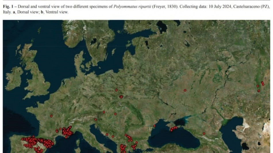Nel Parco dell'Appennino Lucano un nuovo esemplare di farfalla