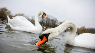 Unbekannte erschlagen Schw&auml;ne in Baden-W&uuml;rttemberg - Kadaver in Neckar gefunden