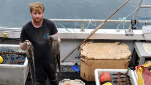 Los pescadores británicos, víctimas de una invasión de pulpos