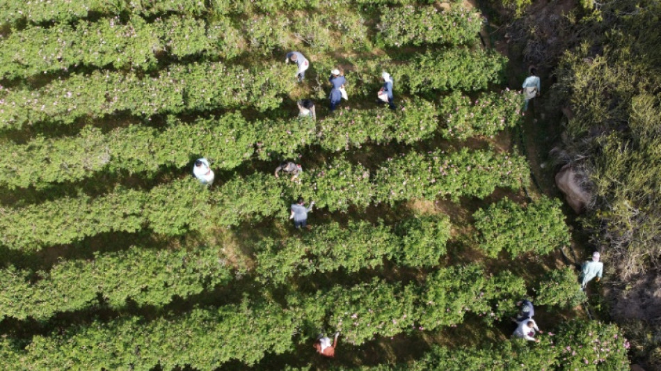 En Arabie saoudite, l'art d'extraire le parfum de la "cit&eacute; des roses"