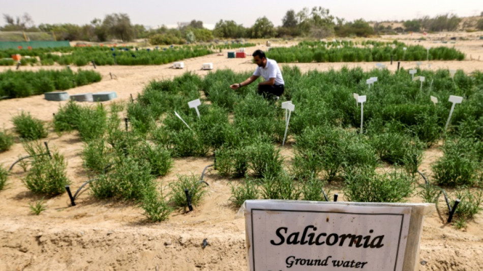 Du d&eacute;sert &agrave; l&rsquo;assiette, les Emirats explorent le potentiel de la salicorne