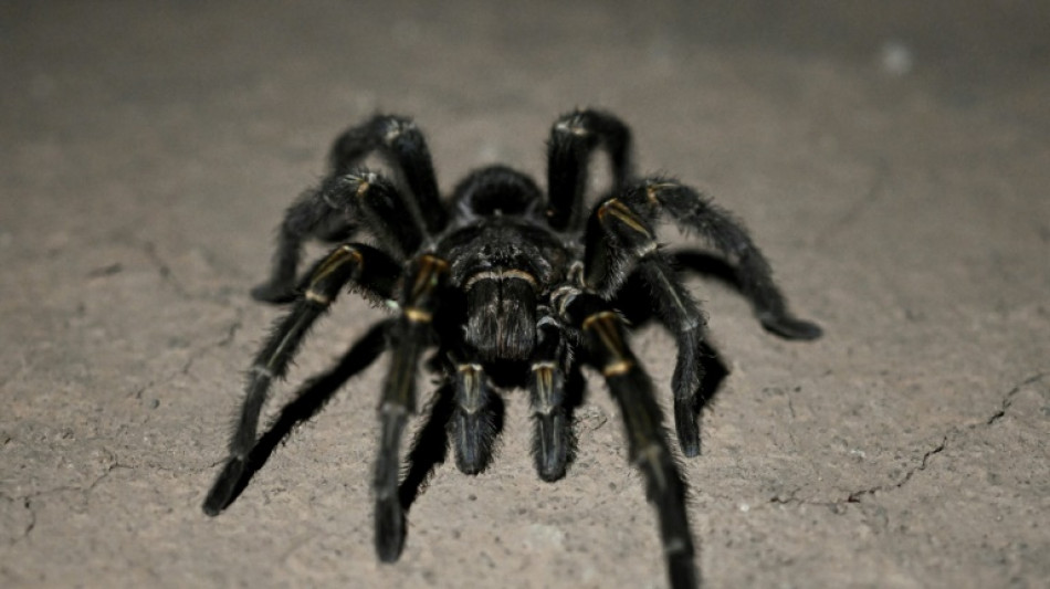 Creepy find: German customs net tarantulas in cookie shipment