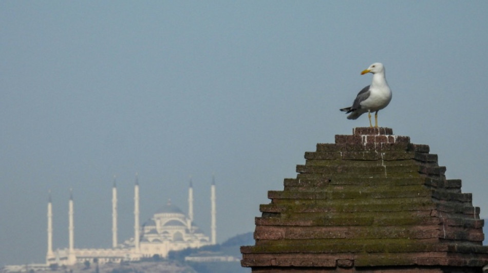 Un futbolista turco salva a una gaviota tras realizarle un masaje cardiaco