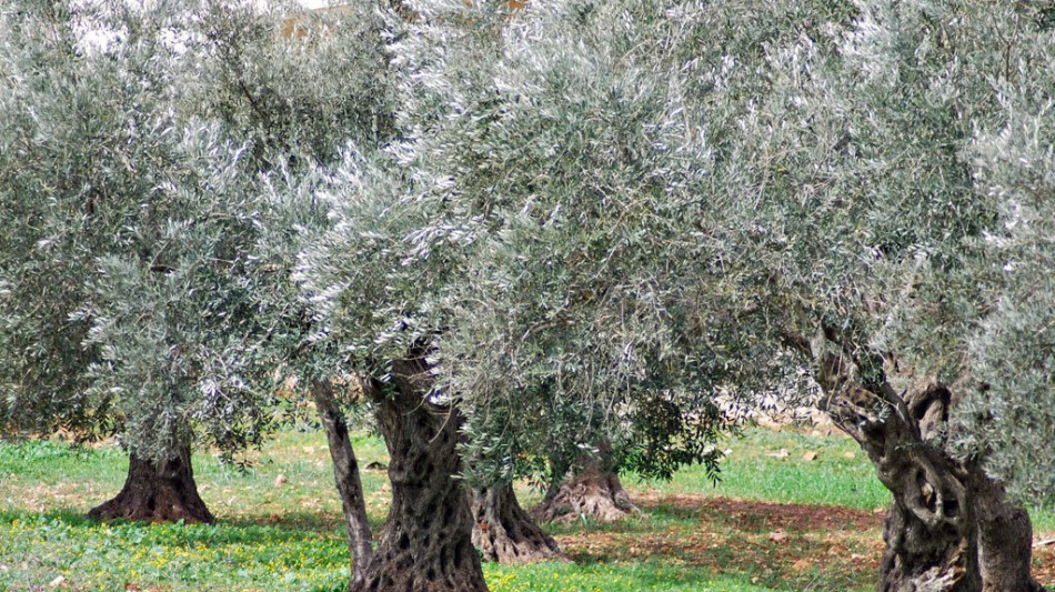 Sequenziato Dna di varietà italiane di olivi, è prima volta
