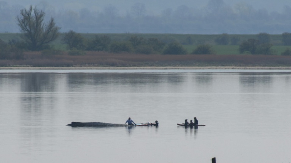 Rescue for whale stranded off German coast in 'decisive phase'