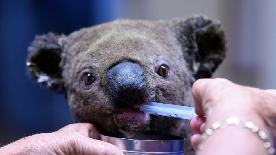 Vida silvestre australiana est&aacute; en retroceso, seg&uacute;n "impactante" informe