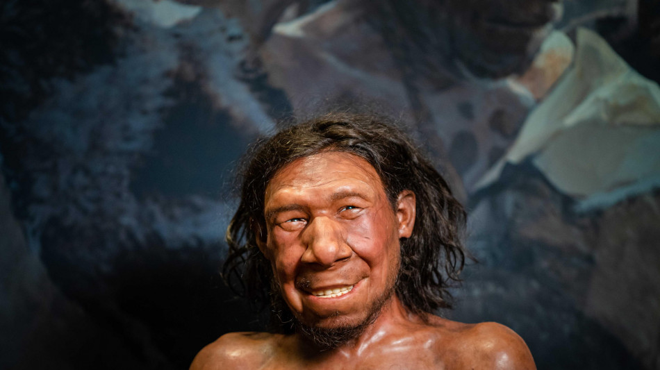 Il cervello umano &egrave; cresciuto gradualmente durante l'evoluzione