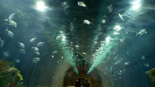 Trasladan a dos belugas de Ucrania a Espa&ntilde;a en una operaci&oacute;n de "alto riesgo"