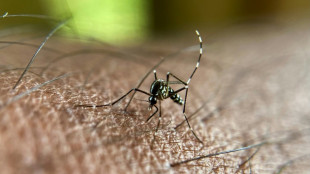 Chikungunya: le virus circule toujours activement &agrave; Mayotte