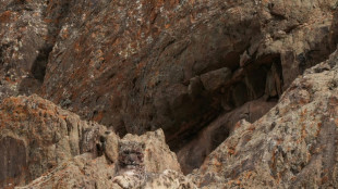 Neue Studie schätzt Population der Schneeleoparden in Nepal auf fast 400