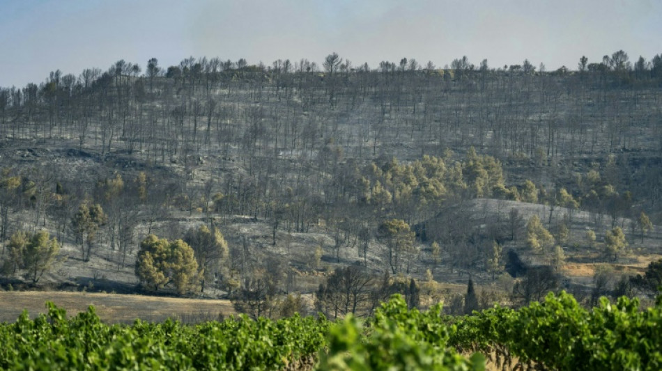 La vigne, un coupe-feu naturel qui s'estompe dans les Corbi&egrave;res