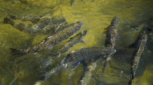 La p&ecirc;che au saumon interdite pour la deuxi&egrave;me ann&eacute;e cons&eacute;cutive en Californie
