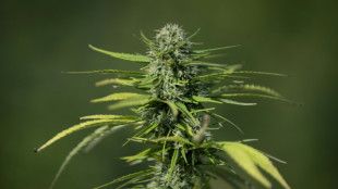 M&uuml;nchner Arzt verschrieb &uuml;ber 500 Mal Marihuana ohne medizinischen Grund