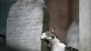 Katze beißt Feuerwehrmann nach aufwändiger Rettung aus Kamin krankenhausreif