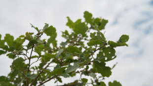 Befall mit Eichenprozessionsspinner: Eigentümer müssen Nester laut Gericht beseitigen