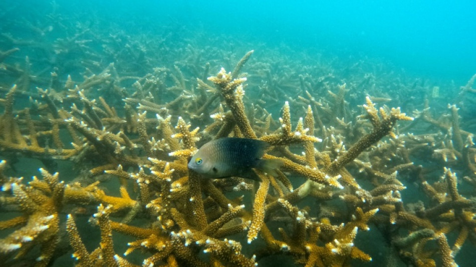 El Ni&ntilde;o es una amenaza "aterradora" para los corales, dice un experto en biodiversidad