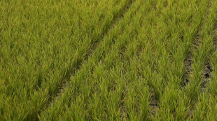 Moon-Rice, nasce in Italia il riso per le future basi spaziali